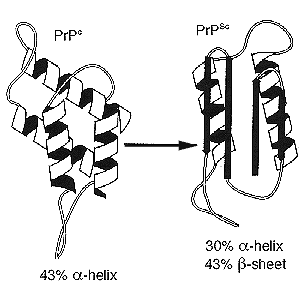 Структура нормальной (непатогенной) формы слева и патогенной (справа) формы приона.