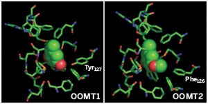 Активные участки ферментов OOMT1 (слева) и OOMT2 различаются по структуре всего на одну аминокислоту (использовано изображение pubs.acs.org)