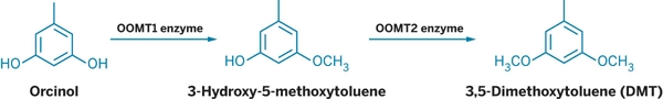 OOMT1 и OOMT2 преобразуют орцинол в ДМТ, который ответственен за аромат у китайских роз и современных гибридов чайных роз (использовано изображение pubs.acs.org)