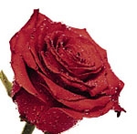 Лепестки красной розы, покрытые капельками воды (использовано изображение http://pubs.acs.org).