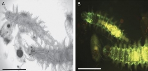 Небольшие экземпляры <i>Odontosyllis phosphorea</i> под обычным освещением (А) и флуоресцентным микроскопом (B). Показано зеленое свечение, являющееся результатом биолюминесценции. Размер 0.5мм. (Источник: D. Deheyn & M. Latz, 2009, Invertebrate biology, 128(1): 31-45). (кликните картинку для увеличения)