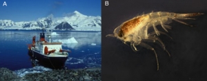 Научно-исследовательское судно Polarstern (А) и планктонный рачок-амфипода Themisto gaudichaudii (B) (Источник википедия). (кликните картинку для увеличения)