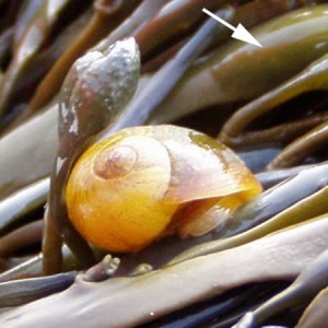 Морской брюхоногий моллюск <i>Littorina obtusata</i> на талломе бурой водоросли <i>Ascophyllum nodosum</i>; стрелкой показан пневматоцист, орган положительной плавучести (рисунок с сайта http://www.armofthesea.info/). (кликните картинку для увеличения)