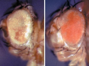 Изображение глаз двух генетически идентичных мушек. Разная окраска глаз обусловлена эпигенетическими изменениями. (Изображение: Renato Paro/ETH Zürich) (кликните картинку для увеличения)