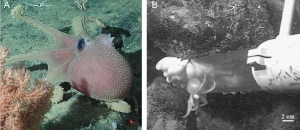 A – Осьминог <i>Graneledone boreopacifica</i> (рисунок с сайта https://eol.org); B – манипулятор подводного аппарата ROV Tiburon, собирающий яйца и только что вылупившегося детеныша осьминога (источник: J.R. Voight, J.C. Drazen (2004)). (кликните картинку для увеличения)