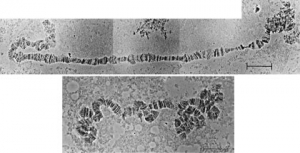 Новая Х (вверху) и новая У (внизу) хромосомы плодовой мушки <i>Drosophila miranda</i>, показано уменьшение У-хромосомы из-за потери генов. Изображение: Doris Bachtrog/UC Berkeley. (кликните картинку для увеличения)