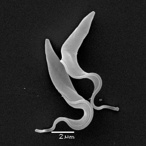 Возбудитель сонной болезни - <i>Trypanosoma brucei</i>
 (кликните картинку для увеличения)
