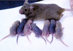 Чудесное рождение. Китайские ученые выделили стволовые клетки из мышиного яичника, пересадили их стерильной мыши и получили нормальных детёнышей. Предоставлено: Kang Zou et al., Nature Cell Biology Advance Online Publication (12 April 2009) (кликните картинку для увеличения)