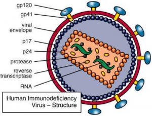 Схематичная структура вируса СПИДа. (кликните картинку для увеличения)