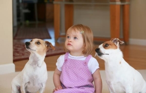 Собаки и маленькие дети в одинаковом социальном окружении понимают человеческие жесты сходным образом. (Credit: iStockphoto) (кликните картинку для увеличения)