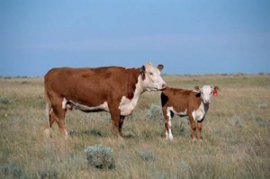 L1 Доминитта со своим теленком. Первая корова герефордской породы, чей геном был секвенирован. (кликните картинку для увеличения)