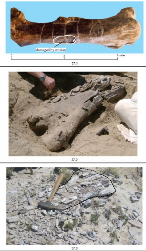 Фотографии костей динозавров из Ojo Alamo Sandstone (кликните картинку для увеличения)