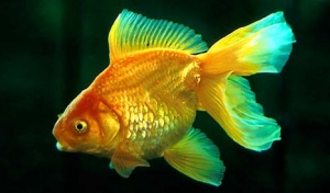 Золотая рыбка <i>Carassius auratus</i> (кликните картинку для увеличения)
