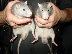 Домашние крысы – потенциальный источник опасных инфекций (рисунок с сайта www.zoonews.ru).