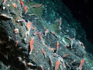 Ученые обнаружили два уникальных вида креветок, обитающих на склонах подводного вулкана NW Rota-1.