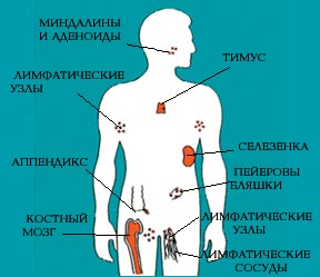 Основные органы иммунной системы человека