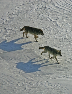 Североамериканские волки (http://www.isleroyalewolf.org/) (кликните картинку для увеличения)