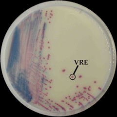 Колония ванкомицин устойчивых энтерококков (VRE) на чашке Петри 