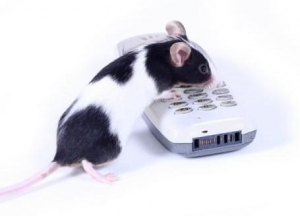 Мыши еще не умеют звонить. Однако новое исследование показало, что мыши, несущие «человеческую версию» гена, вероятно ответственного за способность говорить, позволяют сделать новые важные открытия эволюции нашего прошлого. (кликните картинку для увеличения)