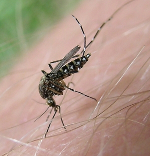 Комар <i>Aedes taeniorhynchus</i> (автор S. McCann, рисунок с сайта www.co.galveston.tx.us). (кликните картинку для увеличения)