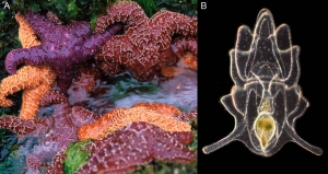 Морские звезды <i>Pisaster ochraceus</i> (A) и их планктонная личинка (В) (авторы: N. Sefton (А) и T.C. Lacalli (В); рисунок с сайта http://www.calacademy.org/). (кликните картинку для увеличения)
