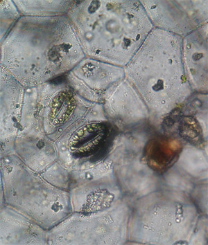 Так выглядят устьица листьев бегонии. Замыкающие клетки устьиц образуются путём асимметричного деления материнской эпидермальной клетки.