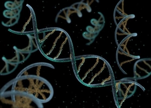 Модель цепочки ДНК. Исследователи сообщили о создании нового аналога ДНК, который способен собираться и разбираться без ферментативных систем.  (кликните картинку для увеличения)