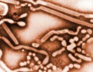 Морфология вируса свиного гриппа
