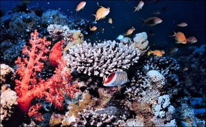 Ученые пришли к выводу, что симбиозная связь кораллов с водорослями необходима для выживания первых (NASA). (кликните картинку для увеличения)