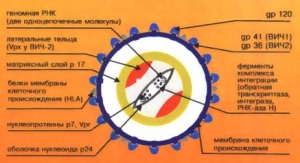 Строение ВИЧ,  антигенный состав. (http://uhrn.civicua.org/) (кликните картинку для увеличения)