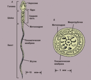 Строение сперматозоида (http://medbiol.ru/) (кликните картинку для увеличения)