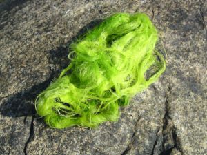 Морские водоросли, сырье для волокон целлюлозы. (кликните картинку для увеличения)