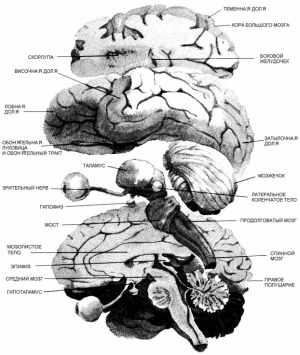 Строение мозга человека (кликните картинку для увеличения)