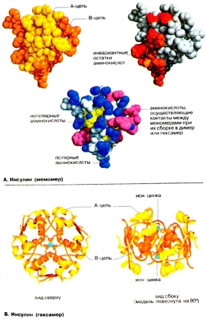 Молекулярные модели инсулина (кликните картинку для увеличения)
