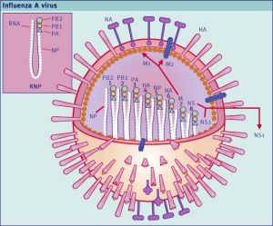 Вирус гриппа А (кликните картинку для увеличения)