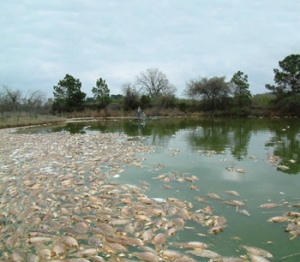 Массовая гибель рыбы, вызванная размножением золотистых водорослей. (кликните картинку для увеличения)