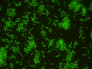Флуоресцирующие колонии Lactobacillus reuteri. (кликните картинку для увеличения)