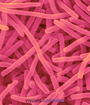 Bacillus pumilus (Фото Visuals Unlimited, Inc.) (кликните картинку для увеличения)