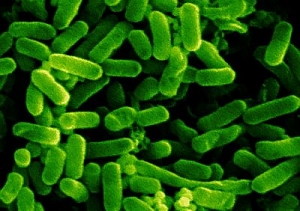 На снимке представлены клетки бактерий Escherichia coli. Данный вид бактерий в силу своей неприхотливости к условиям обитания наиболее часто используется микробиологами для проведения различных научно-исследовательских работ. (кликните картинку для увеличения)