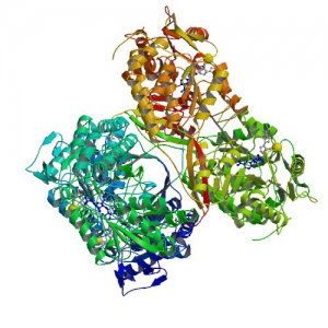 Модель строения митохондриальной альдегиддегидрогеназы-2. (кликните картинку для увеличения)