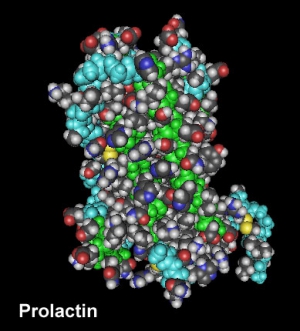 3D модель молекулы пролактина. (кликните картинку для увеличения)