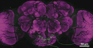 Белковый сенсор воды. Зеленый – канал PPK28, пурпурный – вкусовая область мозга плодовой мушки. (Изображение - Nature).