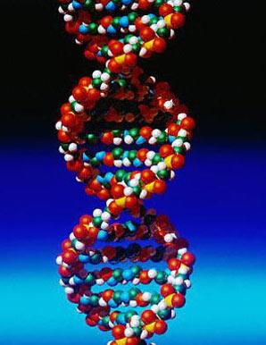 В ДНК записана вся информация об организме особи. С помощью специальных систем данная информация контролирует все системы органов и процессы, протекающие в организме. Нарушение структуры ДНК способно привести к развитию опасных для жизни особи процессов.
