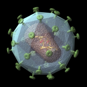 3D-модель ВИЧ. (кликните картинку для увеличения)