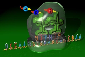 Схематическое изображение процесса трансляции иРНК в аминокислотную последовательность. (кликните картинку для увеличения)