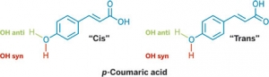 Изомерные формы пара-кумаровой кислоты. (кликните картинку для увеличения)