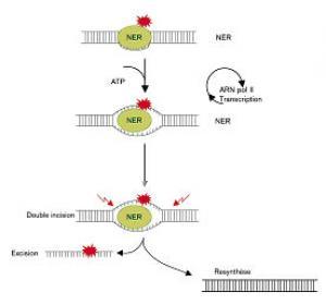 Схема работы системы эксцизионной репарации. NER (nucleotide-excision repair - эксцизионная репарация нуклеотидов) – система ферментов, обеспечивающая удаление повреждений ДНК.