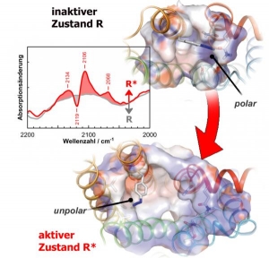 Спектр «азидозонда» (выделен на рисунке синим цветом) позволяет биофизикам детально проанализировать изменения, протекающие во время отдельных стадий активации рецепторов. (кликните картинку для увеличения)