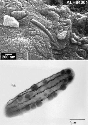 Верхний рисунок - ископаемые, найденные в массе метеорита ALH84001, предположительно это окаменелость бактерии, что косвенно подтверждается относительным расположением объектов и чистотой обнаруженного магнетита [Изображение НАСА]. Нижний рисунок – магнитотактическая бактерия <i>M. bavaricum</i>, обнаруженная в Баварии [Германия]. Отчетливо видны цепочки кристаллов магнетита внутри бактерии и гранулы серы - темные шары [Изображение группы изучения биомагнетизма Мюнхенского Университета]. (кликните картинку для увеличения)