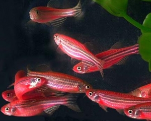 Данио – род рыб мелкого размера семейства Cyprinidae. (кликните картинку для увеличения)